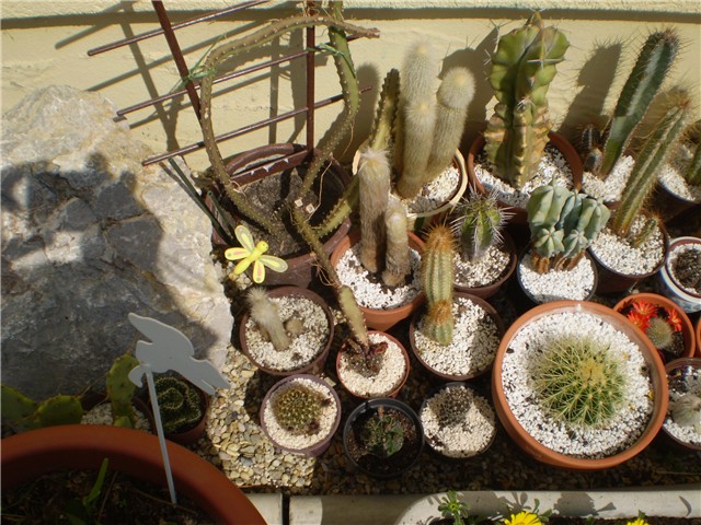 kaktus
